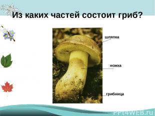 Из каких частей состоит гриб? шляпка грибница ножка