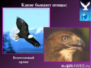 Белоголовый орлан Ястреб Какие бывают птицы: