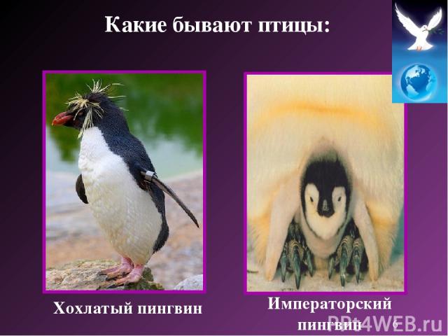 Хохлатый пингвин Императорский пингвин Какие бывают птицы: