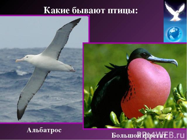 Альбатрос Большой фрегат Какие бывают птицы: