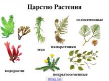Многообразие растений и их значение