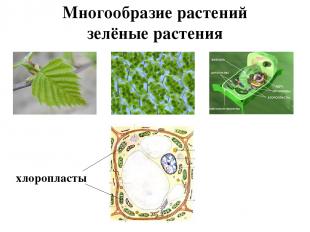 Многообразие растений зелёные растения хлоропласты
