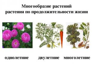 Многообразие растений растения по продолжительности жизни однолетние двулетние м