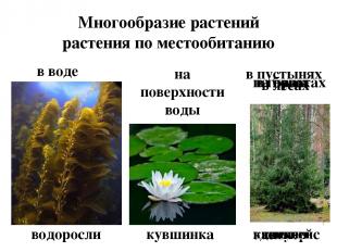 Многообразие растений растения по местообитанию в воде водоросли на поверхности