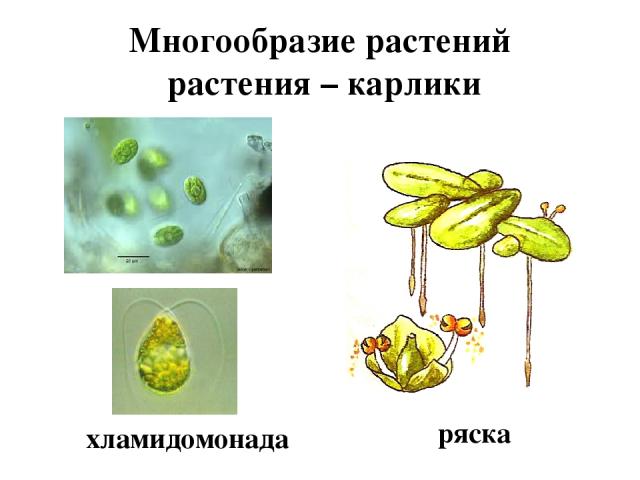 Многообразие растений растения – карлики ряска хламидомонада