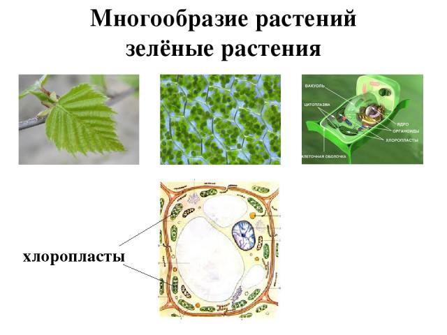 Многообразие растений зелёные растения хлоропласты