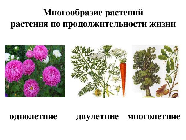 Многообразие растений растения по продолжительности жизни однолетние двулетние многолетние