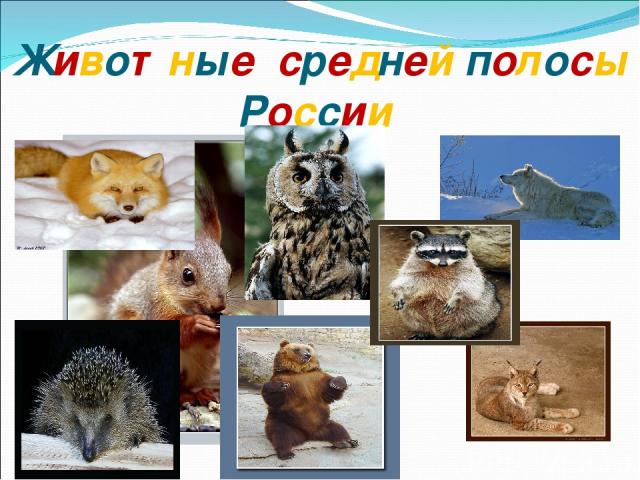 Животные средней полосы России