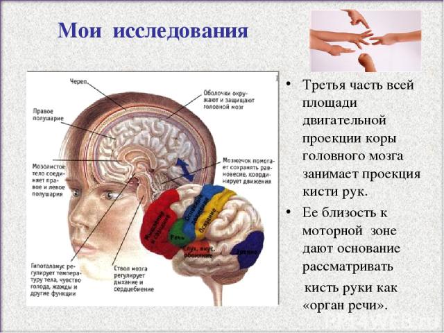 Мои исследования Третья часть всей площади двигательной проекции коры головного мозга занимает проекция кисти рук. Ее близость к моторной зоне дают основание рассматривать кисть руки как «орган речи».