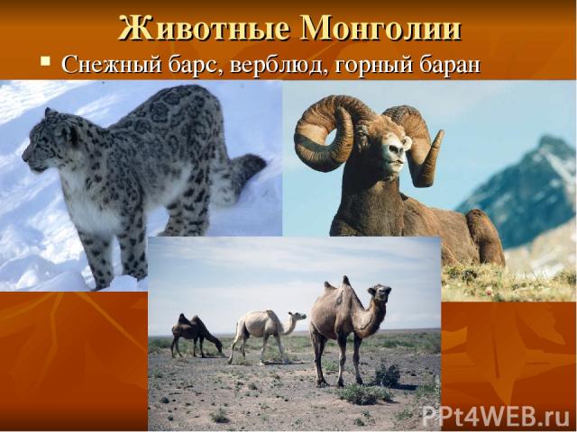 Животные Монголии Снежный барс, верблюд, горный баран