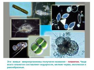 Эти живые микроорганизмы получили название – планктон. Чаще всего планктон соста