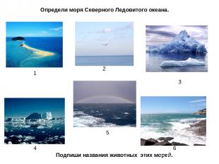 1 2 3 4 5 6 Определи моря Северного Ледовитого океана. Подпиши названия животных