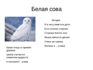 Белая сова Какая птица со времён древних греков считается символом мудрости и по
