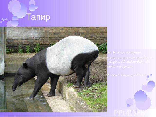 Тапир это большое животное, которое похоже на лошадку, на носорога. Он любит воду, ест ягоды и фрукты. Живёт в Америке и в Азии