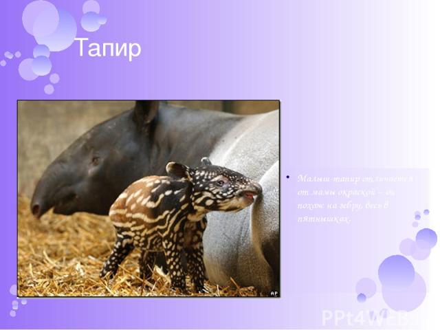 Тапир Малыш-тапир отличается от мамы окраской – он похож на зебру, весь в пятнышках.