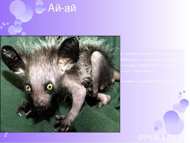 Ай-ай это зверёк, питается как дятел – червячками и личинками, а похож на мышку: лапки голые, а голова и спинка – пушистые. Обитает на острове Мадагаскар