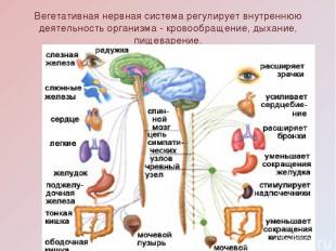 Вегетативная нервная система регулирует внутреннюю деятельность организма - кров