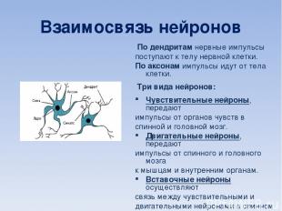 Взаимосвязь нейронов По дендритам нервные импульсы поступают к телу нервной клет