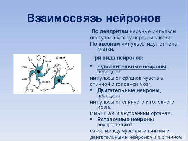 Взаимосвязь нейронов По дендритам нервные импульсы поступают к телу нервной клетки. По аксонам импульсы идут от тела клетки. Три вида нейронов: Чувствительные нейроны, передают импульсы от органов чувств в спинной и головной мозг. Двигательные нейро…