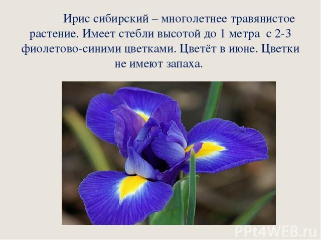 Ирис сибирский – многолетнее травянистое растение. Имеет стебли высотой до 1 метра с 2-3 фиолетово-синими цветками. Цветёт в июне. Цветки не имеют запаха.