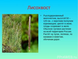 Лисохвост Рыхлодерновинный многолетник, высотой 50 – 120 см., с коротким ползучи