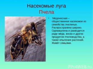 Насекомые луга Пчела Медоносная – общественное насекомое из семейства пчелиных.