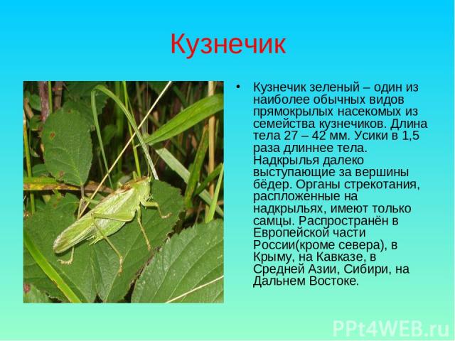 Кузнечик Кузнечик зеленый – один из наиболее обычных видов прямокрылых насекомых из семейства кузнечиков. Длина тела 27 – 42 мм. Усики в 1,5 раза длиннее тела. Надкрылья далеко выступающие за вершины бёдер. Органы стрекотания, распложенные на надкры…