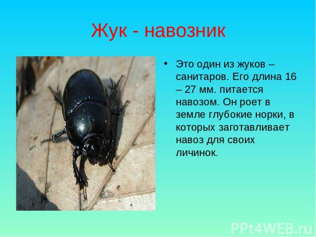 Жук - навозник Это один из жуков – санитаров. Его длина 16 – 27 мм. питается навозом. Он роет в земле глубокие норки, в которых заготавливает навоз для своих личинок.
