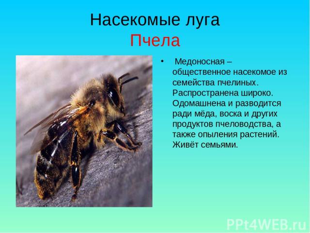 Насекомые луга Пчела Медоносная – общественное насекомое из семейства пчелиных. Распространена широко. Одомашнена и разводится ради мёда, воска и других продуктов пчеловодства, а также опыления растений. Живёт семьями.