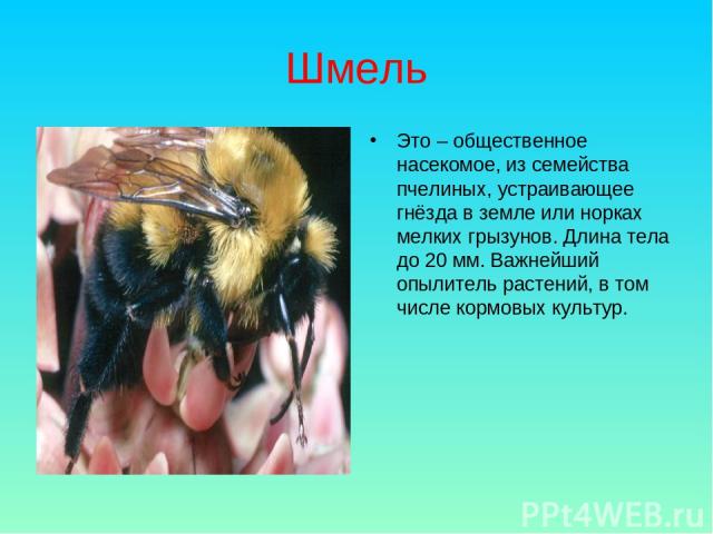 Шмель Это – общественное насекомое, из семейства пчелиных, устраивающее гнёзда в земле или норках мелких грызунов. Длина тела до 20 мм. Важнейший опылитель растений, в том числе кормовых культур.