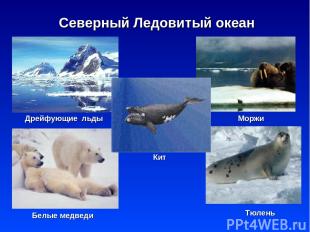* Северный Ледовитый океан Дрейфующие льды Моржи Белые медведи Тюлень Кит