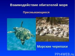 * Взаимодействие обитателей моря Пресмыкающиеся Морские черепахи