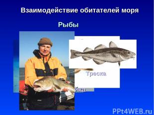 * Взаимодействие обитателей моря Рыбы Электрический скат Пикша Сайка Треска