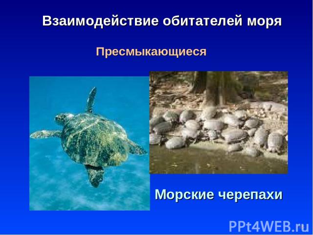 * Взаимодействие обитателей моря Пресмыкающиеся Морские черепахи