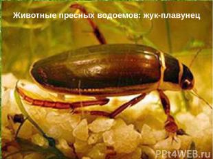Животные пресных водоемов: жук-плавунец