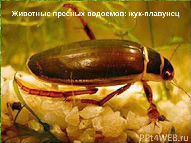 Животные пресных водоемов: жук-плавунец