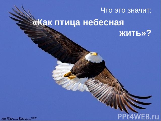 Что это значит: «Как птица небесная жить»?