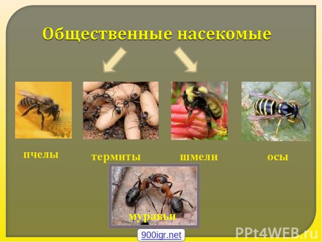 пчелы термиты шмели осы муравьи 900igr.net