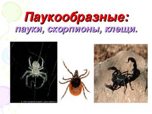 Паукообразные: пауки, скорпионы, клещи.