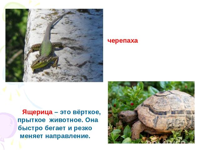 черепаха Ящерица – это вёрткое, прыткое животное. Она быстро бегает и резко меняет направление.