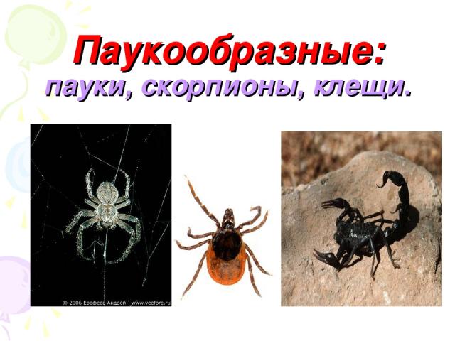 Паукообразные: пауки, скорпионы, клещи.