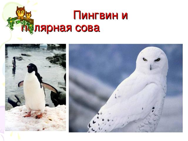Пингвин и полярная сова