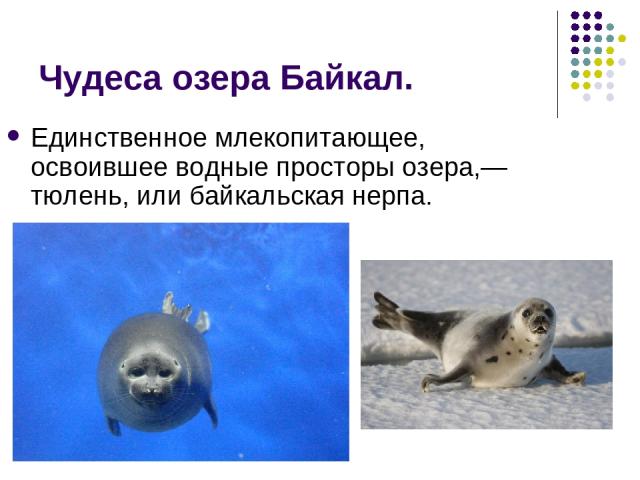 Чудеса озера Байкал. Единственное млекопитающее, освоившее водные просторы озера,— тюлень, или байкальская нерпа.