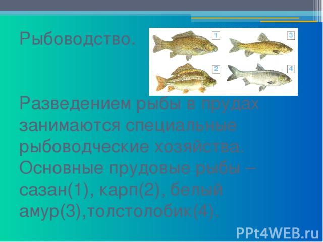 Рыбоводство. Разведением рыбы в прудах занимаются специальные рыбоводческие хозяйства. Основные прудовые рыбы – сазан(1), карп(2), белый амур(3),толстолобик(4).