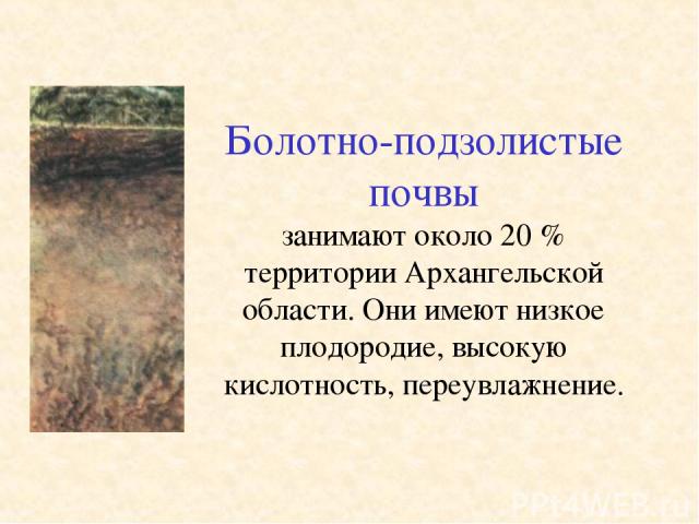 Болотно-подзолистые почвы занимают около 20 % территории Архангельской области. Они имеют низкое плодородие, высокую кислотность, переувлажнение.