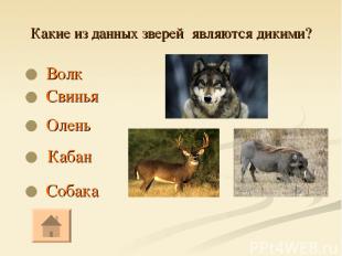 Какие из данных зверей являются дикими? Волк Собака Кабан Олень Свинья