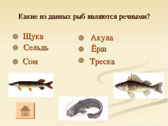 Какие из данных рыб являются речными? Щука Ёрш Акула Сом Сельдь Треска