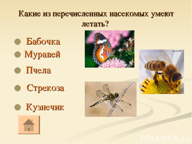 Какие из перечисленных насекомых умеют летать? Бабочка Кузнечик Стрекоза Пчела Муравей