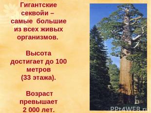Гигантские секвойи – самые большие из всех живых организмов. Высота достигает до