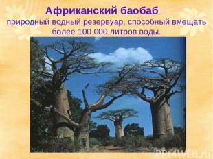 Африканский баобаб – природный водный резервуар, способный вмещать более 100 000